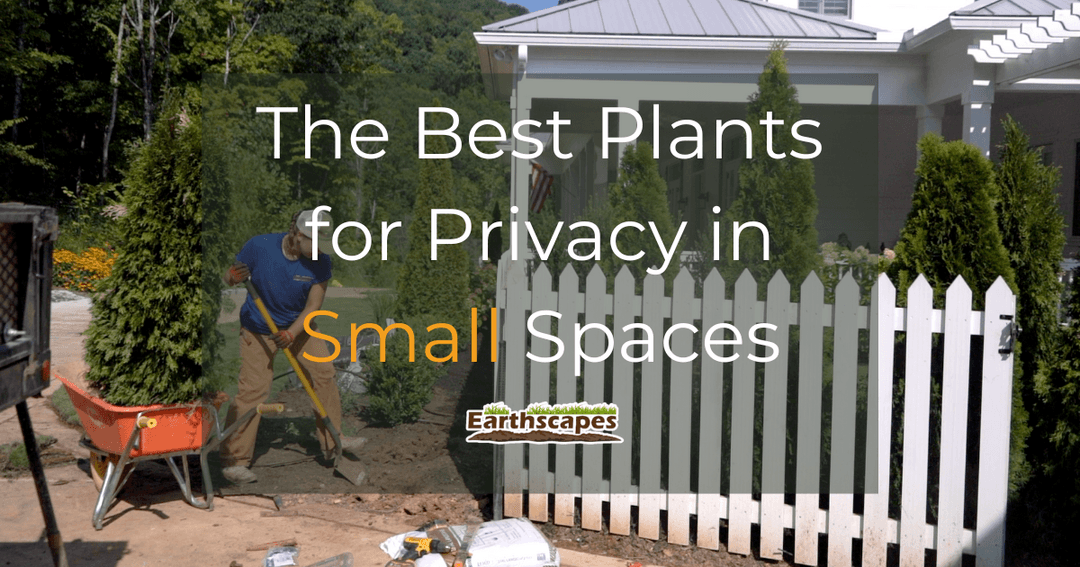 The Best Plants for Privacy in Small Spaces